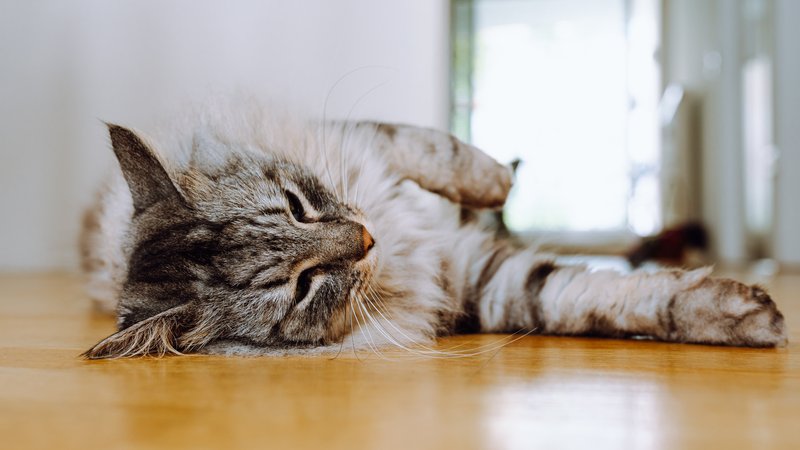 domestic cat relaxing indoors