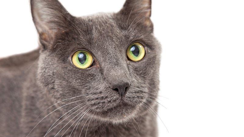 Korat cat with green eyes portrait