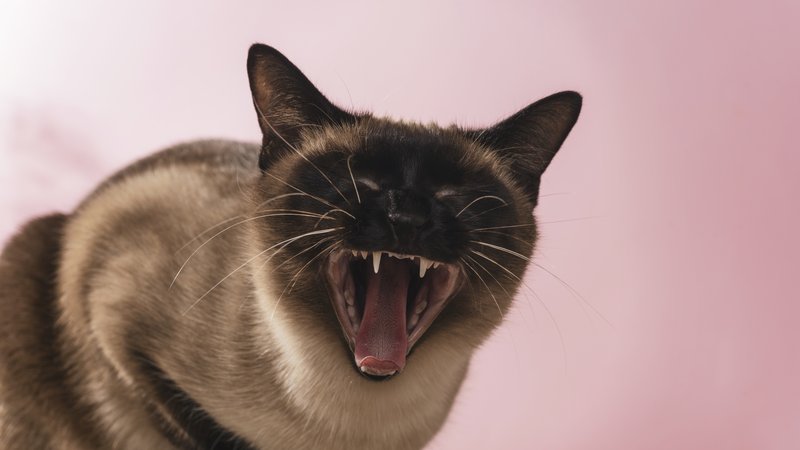 vocal cat meowing