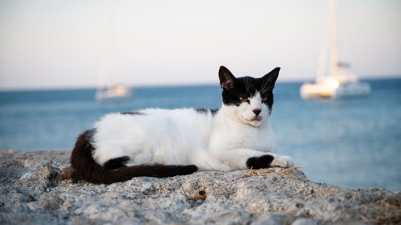 cat on island landscape