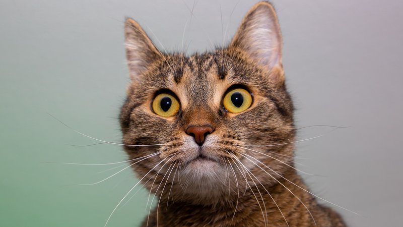 cat facial expressions