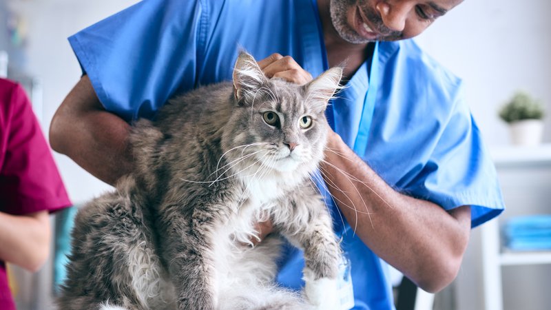 veterinarian examining cat