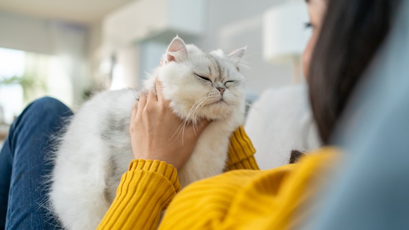 owner petting Persian cat