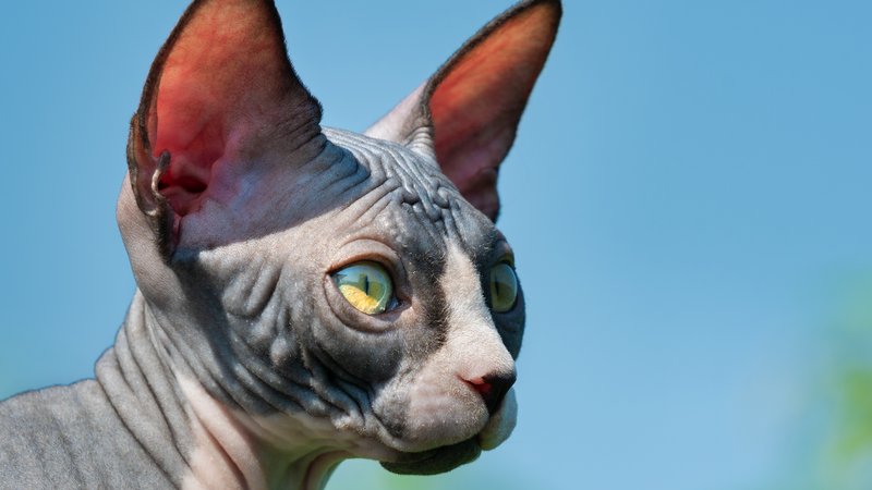 sphynx cat portrait