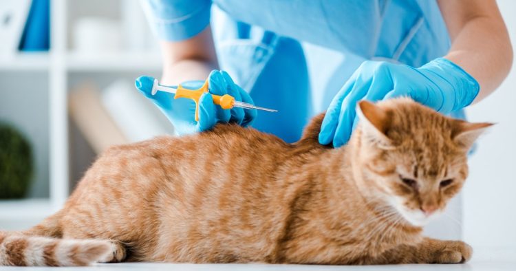 cat vaccination