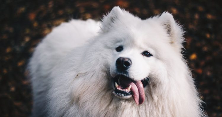 Samoyed dog
