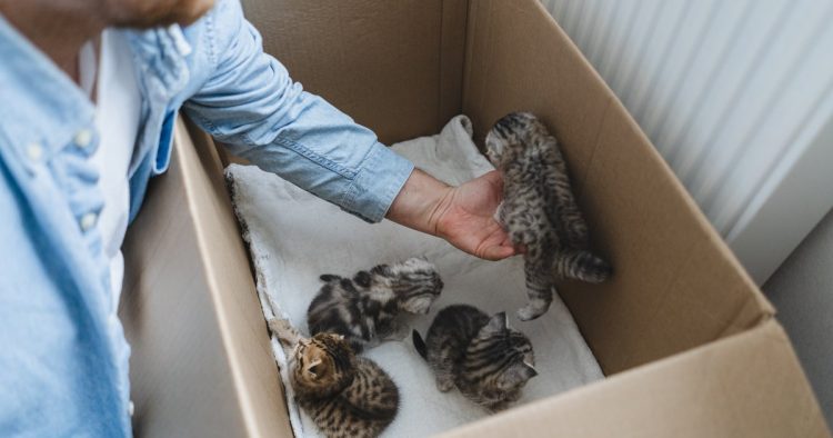 man saving kitten