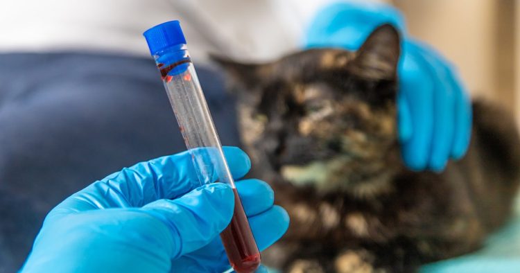feline leukemia cat