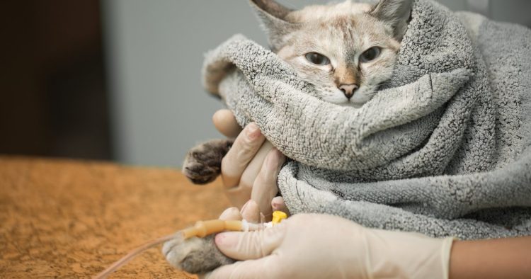 sick cat