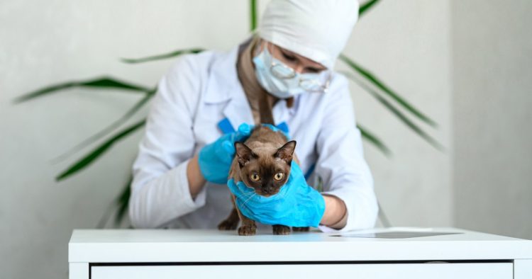 sick cat veterinary