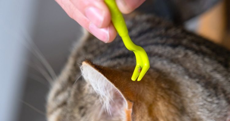 ear mite cat
