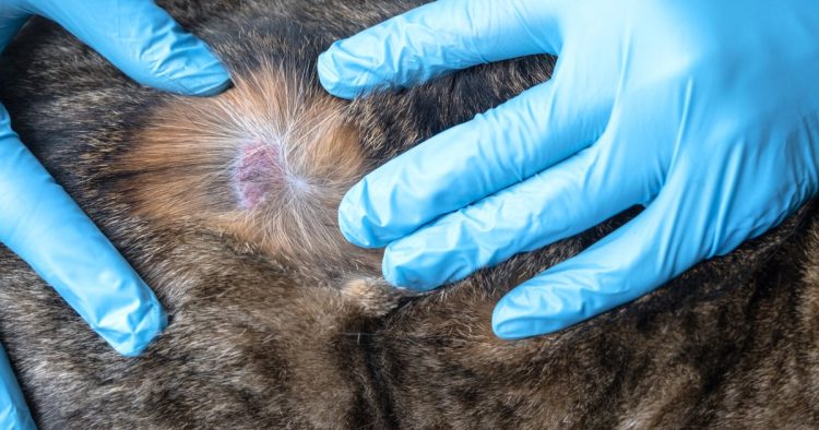 cat ringworm