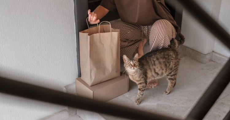 stray cat delivery