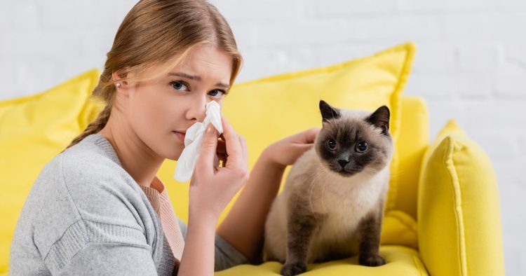 cat allergy