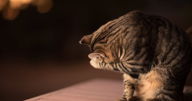 vomiting cat