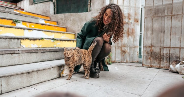 stray cat rescue