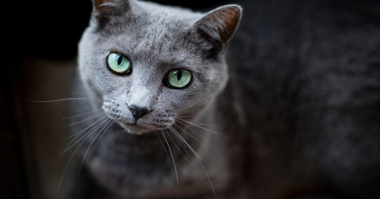 Russian Blue cat