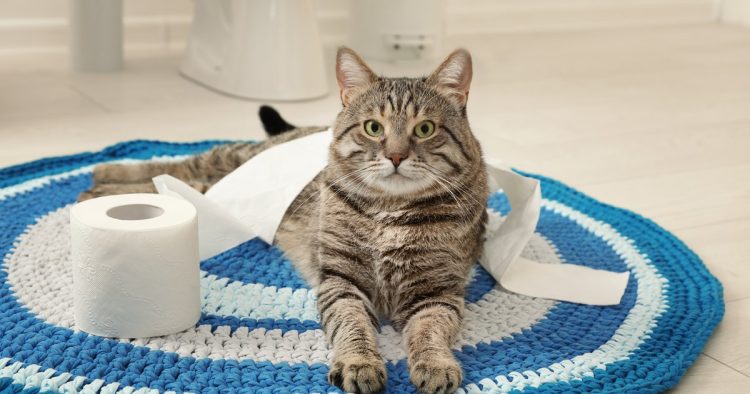 constipated cat