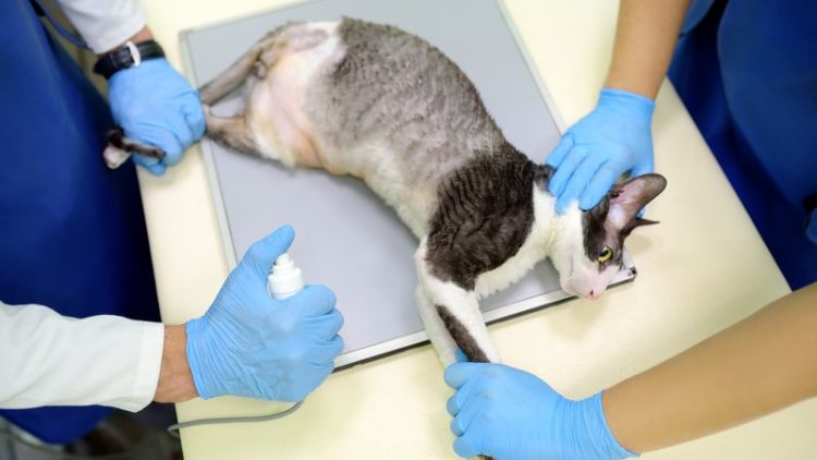 cat parasite examination