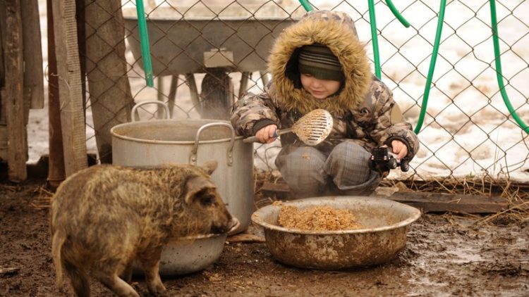 child feeding stray animals