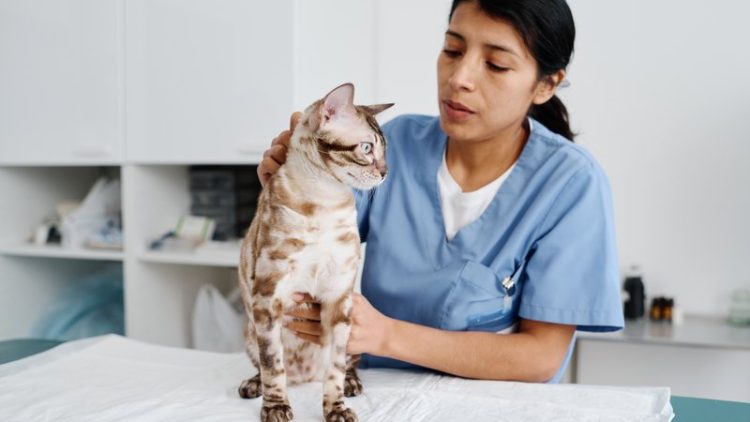 veterinarian examining cat