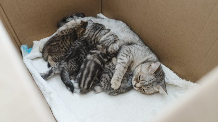 rescued mother cat and kittens