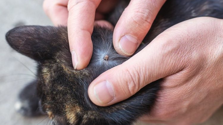 cat with tick on fur
