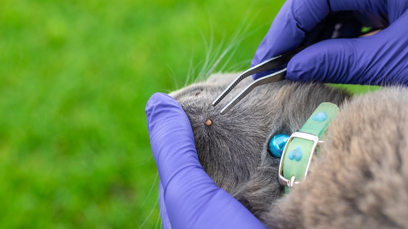 removing tick from cat
