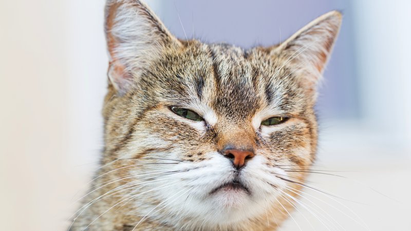 cat with respiratory symptoms
