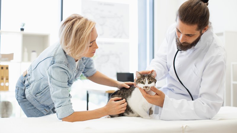 veterinary clinic cat checkup