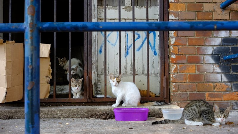 abandoned dogs and cats