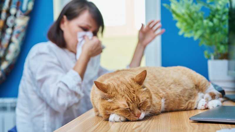 person sneezing near cat