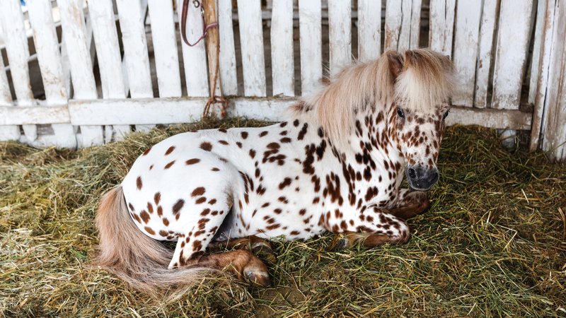 miniature horse with markings