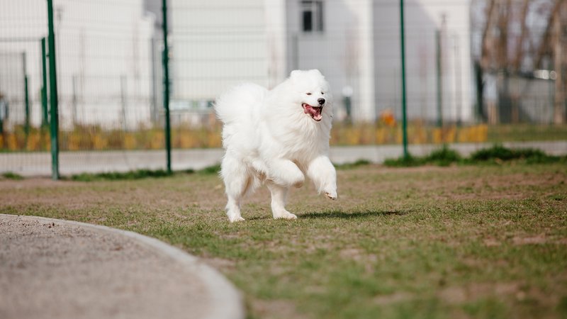 Samoyed dog playing outdoors