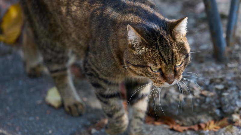 stray cat in street