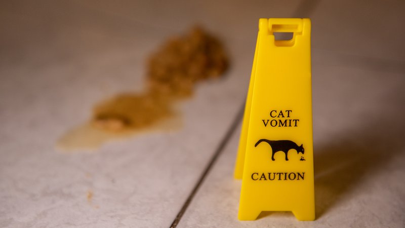 cat vomiting on floor