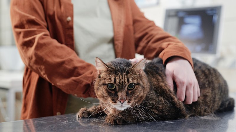 cat veterinary examination