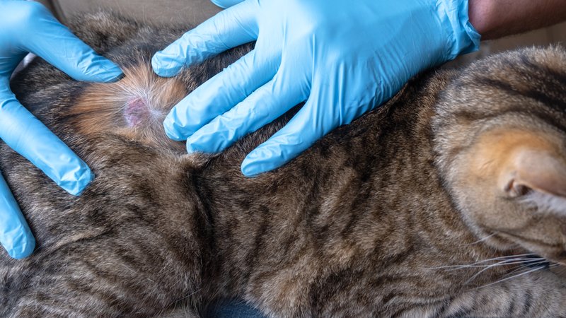 disinfecting cat wound