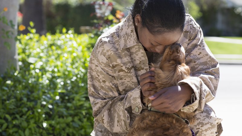 service dog assisting soldier