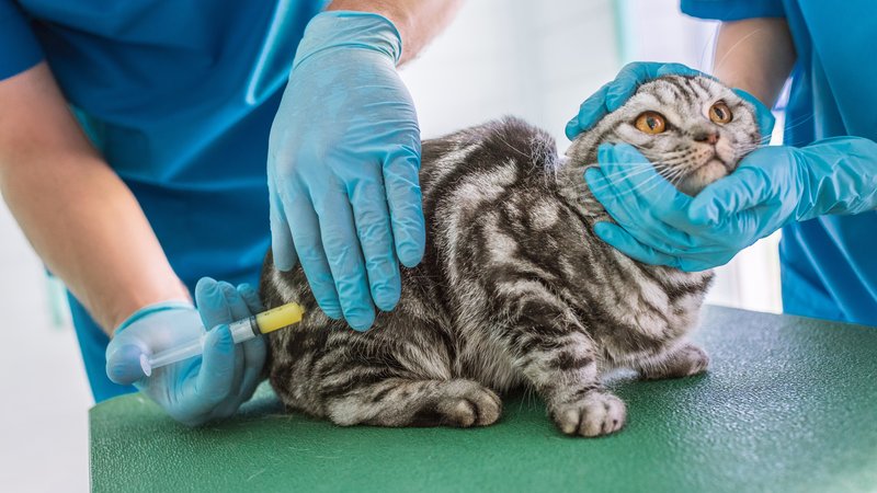 cat receiving injection