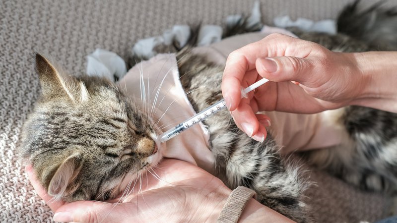 cat receiving injection