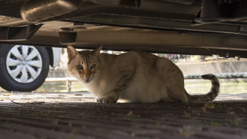 kitten trapped in car engine