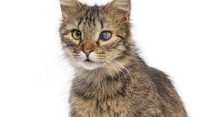 cat with medical symptoms
