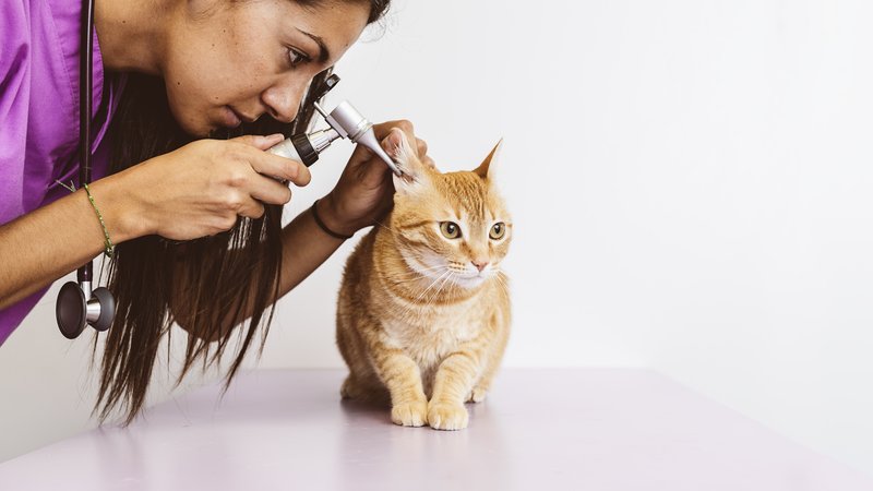 veterinarian examining cat ear