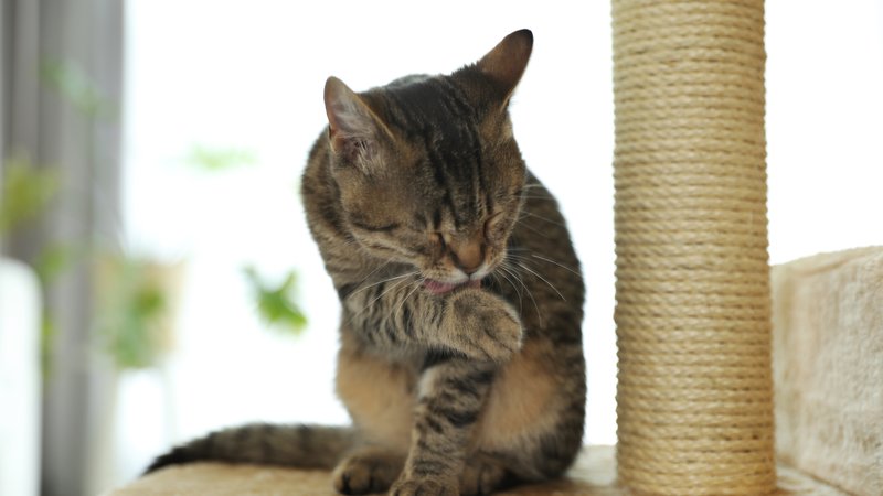 cat scratching skin