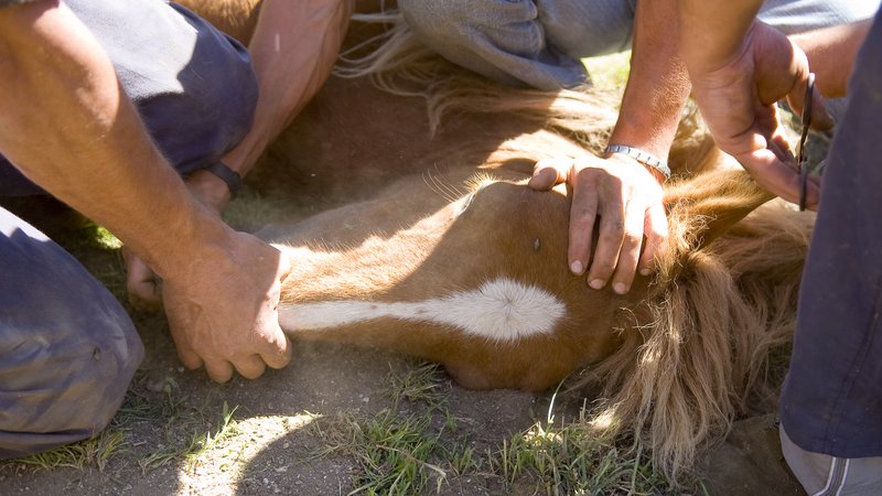 horse rescue scene
