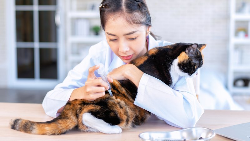 cat owner checking pet skin