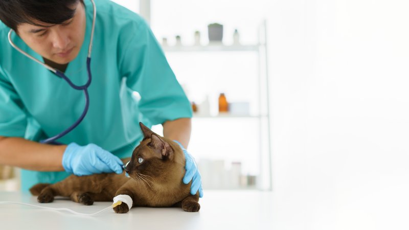 veterinarian treating cat