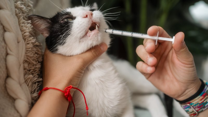 cat owner giving medicine