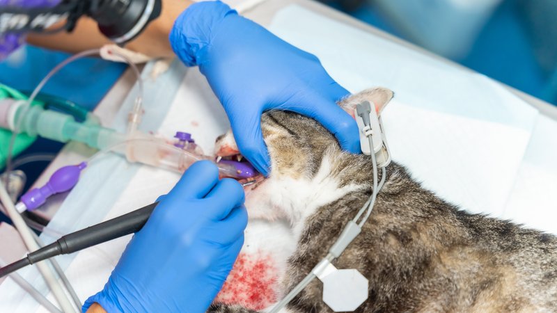 cat receiving treatment